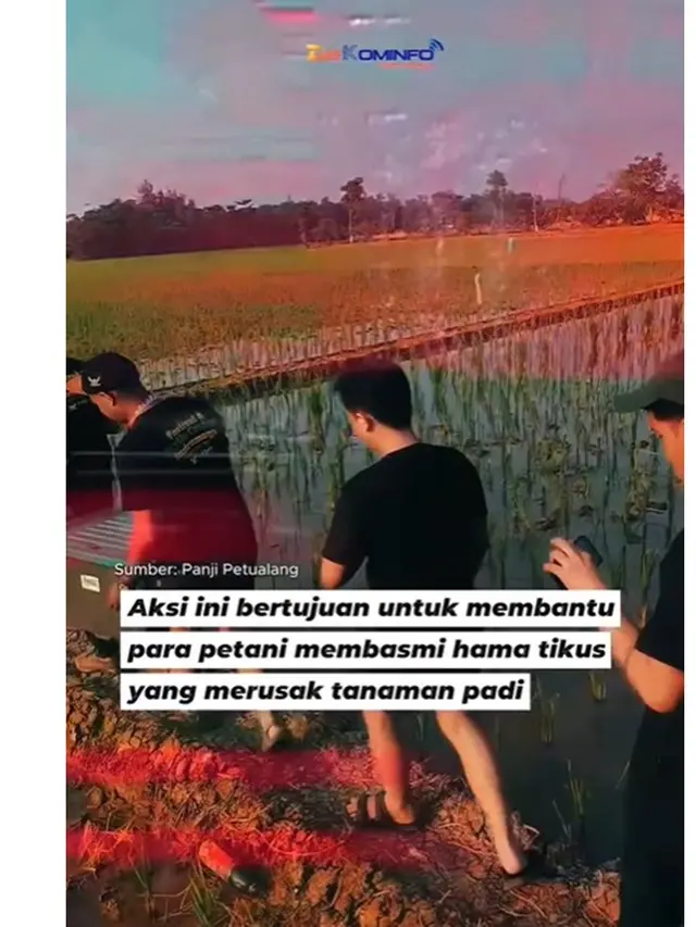 6 Potret Lucky Hakim Lepas Ribuan Ular ke Sawah, Bantu Petani Basmi Hama Tikus