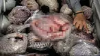 Ditreskrimsus Polda Jatim menggagalkan penyelundupan 657 ekor trenggiling yang sudah dalam bentuk daging beku dan siap ekspor, Jombang, Jatim (25/8). Rencananya daging trenggiling tersebut akan dikirim ke Tiongkok dan Taiwan. (AFP PHOTO/Juni Kriswanto)