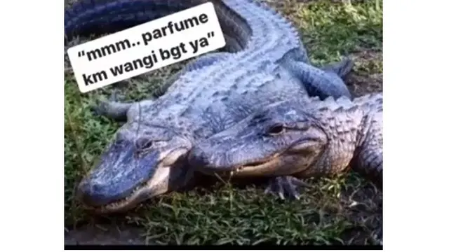 10 Meme Buaya Darat Versi Betina Ala Netizen Ini Bikin Geleng Kepala