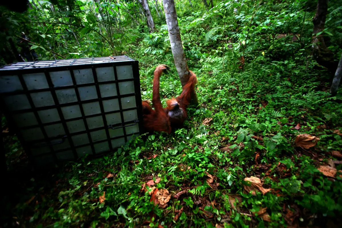 Orangutan