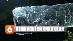 Begitu mendapat laporan, petugas penyelamatan dan Pemadam Jakarta Timur langsung datang ke Jalan Pengantin Ali, Ciracas, tempat adanya laporan kemunculan anak kobra.