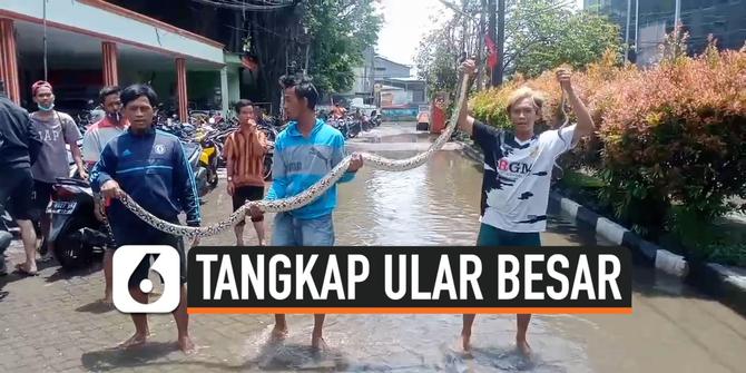 VIDEO: Kaget! Ular Besar Muncul di Lokasi Banjir Kapuk Muara Jakarta
