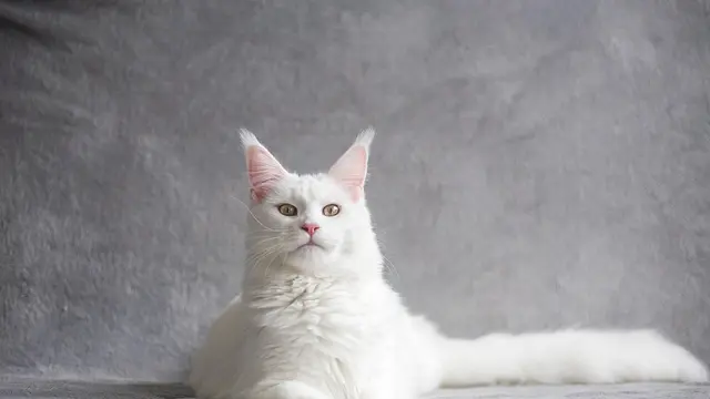 Maine Coon
