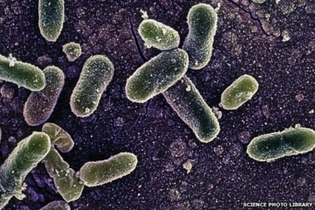 Salmonella