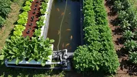 Cara Membuat Integrated Farming di Lahan 3x5 Meter, Panen Sayur dan Ikan Sekaligus