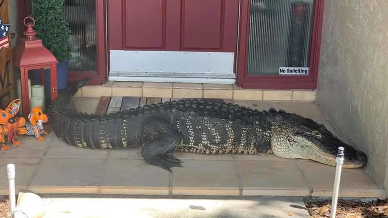 Keluarga Ini Kaget Temukan Buaya 2,5 Meter Asyik Berteduh di Depan Pintu Rumah
