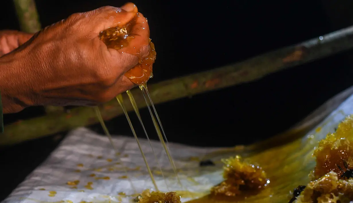 Pemburu madu tradisional Malaysia yang meremas sarang madu untuk mengumpulkan madu di meja darurat di hutan Ulu Muda yang lebih besar di Sik, sebelah timur laut negara bagian Malaysia, Kedah (12/3). (AFP Photo/Manan Vatsyayana)
