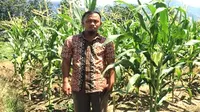 Menata Hidup Pascagempa Palu, Abdul Bangkit Menanam Jagung