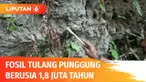 Sebuah fosil potongan tulang pinggul manusia purba ditemukan di Brebes, Jawa Tengah. Berdasar kajian Balai Pelestarian Situs Manusia Purba (BPSMP) Sangiran, bersama tim Museum Buton, memperkirakan, fosil tersebut berusia 1,8 juta tahun.