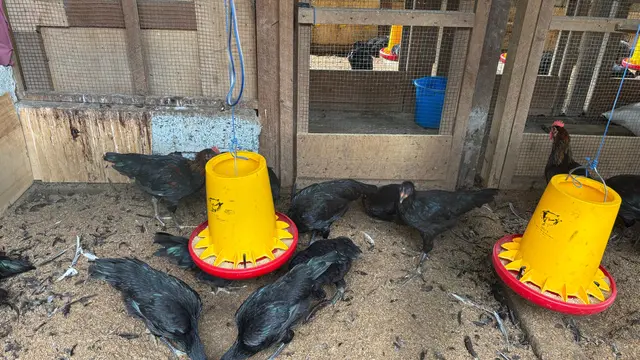 Kandang ayam alope milik Kelompok Waliko di Desa Matompi. (Liputan6.com/Fauzan)