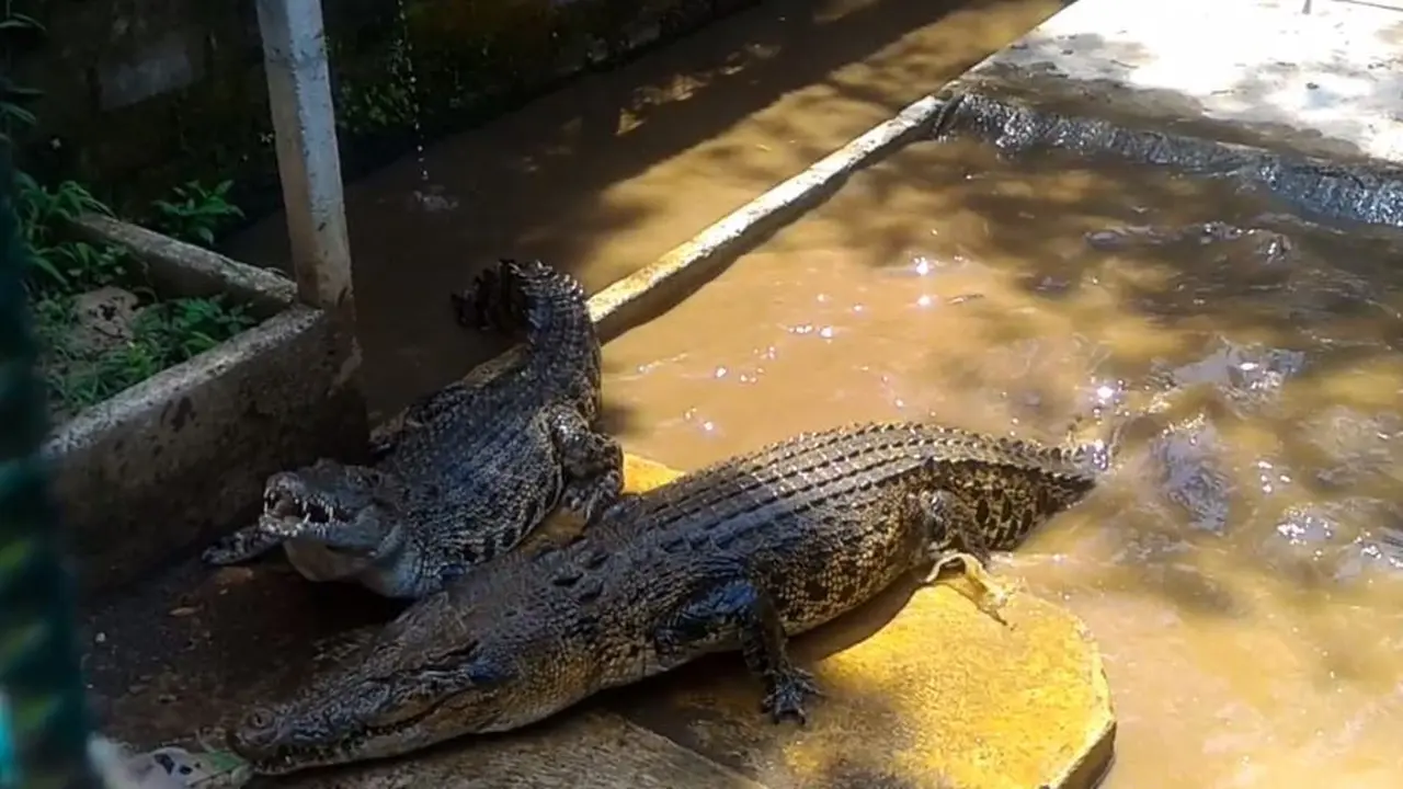 Dua buaya muara berukuran jumbo memperebutkan makanan di penangkaran buaya Banyumas . (Foto: Liputan6.com/Muhamad Ridlo)
