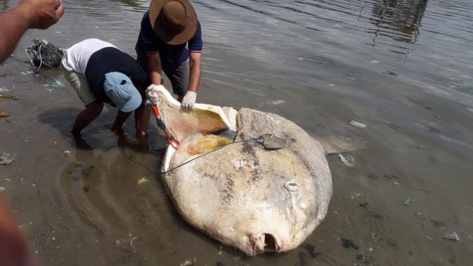 proses nekropsi ikan mola-mola yang mati di Teluk Ambon (Abdul Karim/Liputan6.com)