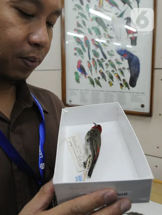 Peneliti menunjukkan burung Myzomela Prawiradilagae di Pusat Penelitian Biologi LIPI, Bogor, Selasa (8/10/2019). Burung jenis baru Myzomela Prawiradilagae diketemukan di Pulau Alor NTT. (merdeka.com/Arie Basuki)