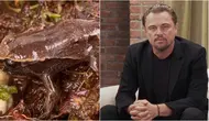  Astro Gempak via Siakap Keli, Instagram/leonardodicaprio)