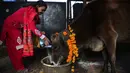 Umat Hindu Nepal memberi makan sapi setelah melakukan ritual pemujaan selama festival Tihar di Kathmandu, 28 Oktober 2019. Sapi dianggap suci oleh umat Hindu dan disembah selama festival Tihar, salah satu festival paling penting yang dipersembahkan untuk Dewi kekayaan Laxmi. (AP/Niranjan Shrestha)