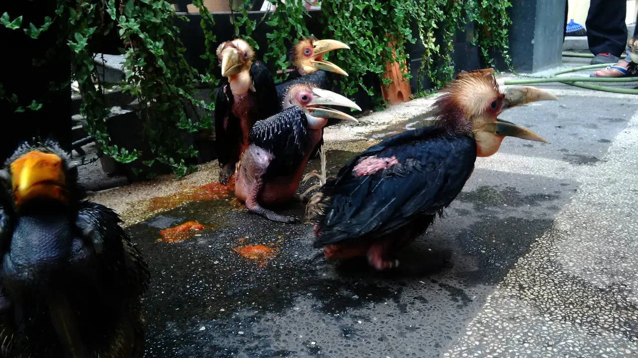 Ilustrasi Burung Rangkong Gading