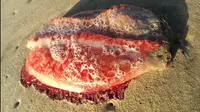 Makhluk laut misterius berwarna merah terdampar. (Daily Mail)