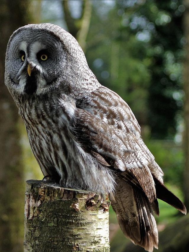 Jenis Burung Hantu Paling Populer