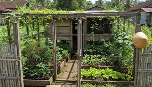 Ide Kebun Sayur dari Bekas Kandang Ayam Tidak Terpakai/Gemini AI