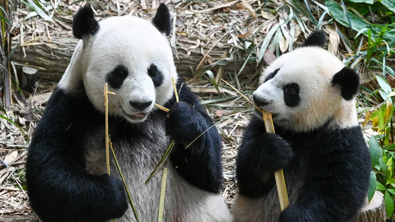 Panda Raksasa Kelahiran Singapura Menyambut Ulang Tahun Pertama