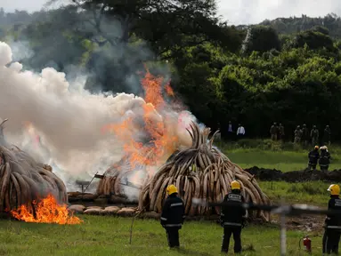 Petugas Damkar Kenya memantau pembakaran gading gajah di Nairobi National Park, Kenya (30/4). Petugas memusnahkan sekitar 105 ton gading hasil penyitaan dari penyelundup dan pemburu. (Reuters/Thomas Mukoya)