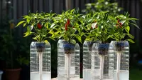 Cara Membuat Hydro Pot Sederhana dari Botol Bekas