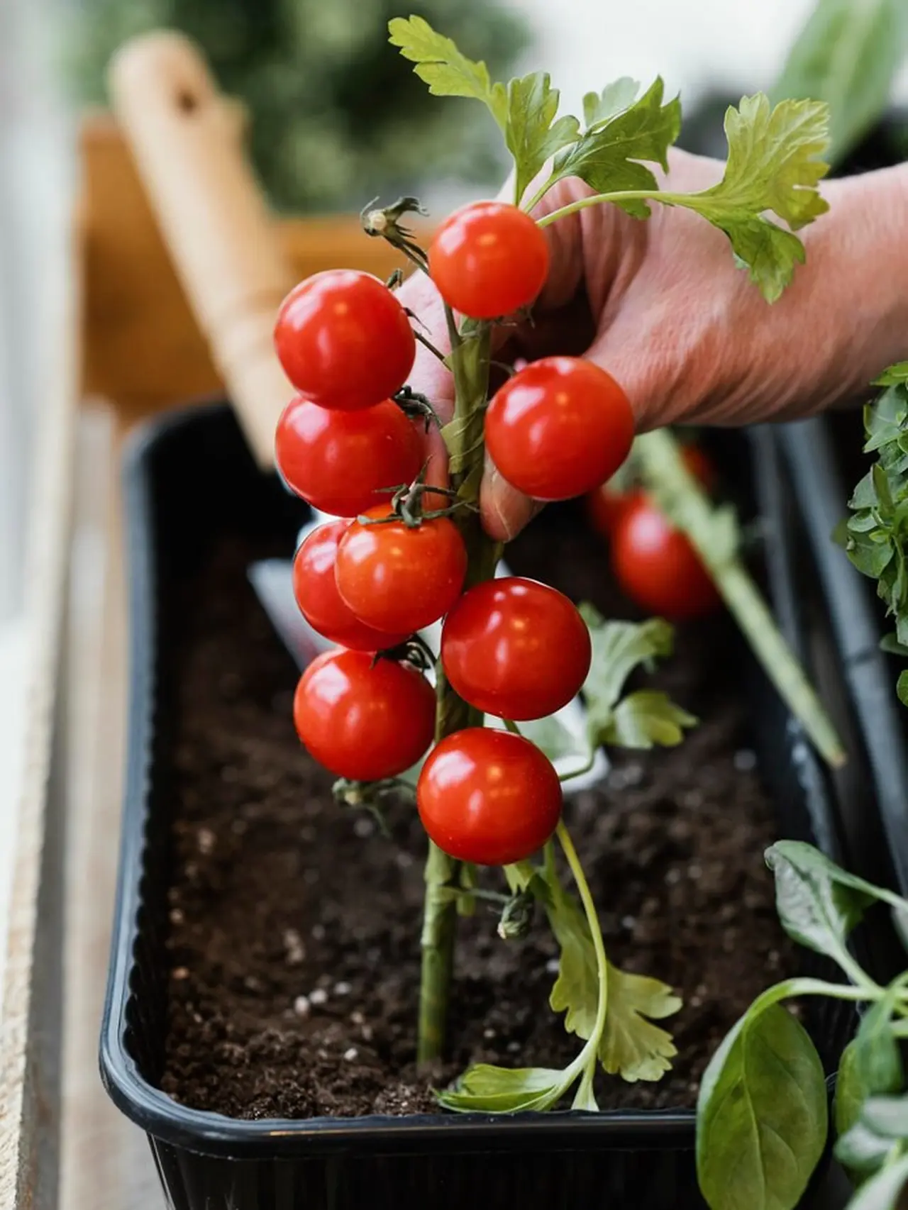 10 Jenis Tanaman yang Mudah Tumbuh dan Subur di Kebun Rumah, dari Sayur ...