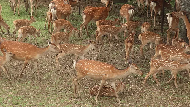 Rusa