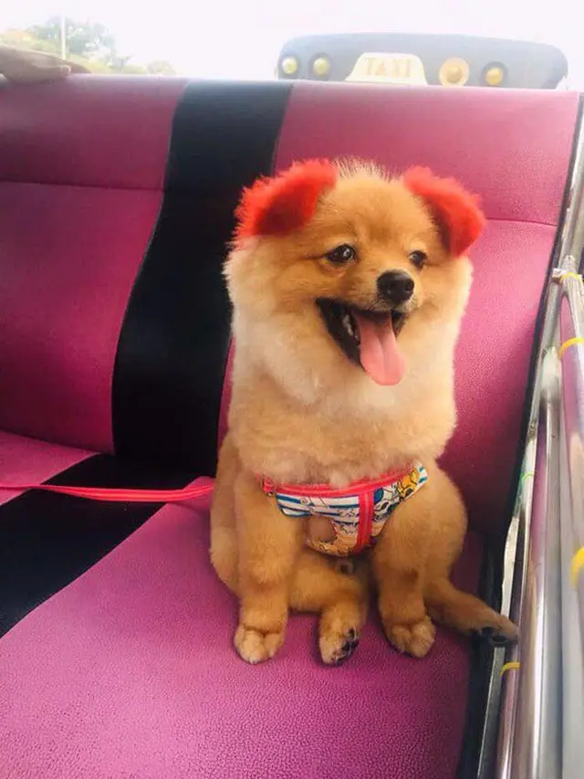 telinga anjing putus (foto: Facebook Ampaipan Wachaporn)
