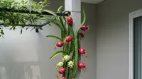 7 Cara Membuat Rambatan Pohon Buah di Teras, Bangun Kebun Mini di Rumah
