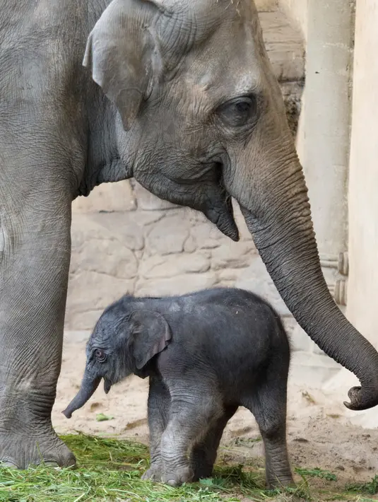 Bayi gajah perempuan bersama ibunya 'Salvana' saat bermain di kandang di kebun binatang Hagenbeck di Hamburg, Jerman (4/9). (Daniel Reinhardt/dpa via AP)