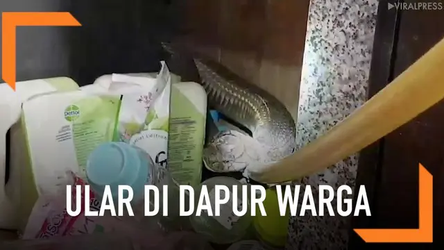 Seekor ular jenis king kobra sepanjang 5 meter ditemukan bersembunyi di dapur rumah milik seorang warga.
