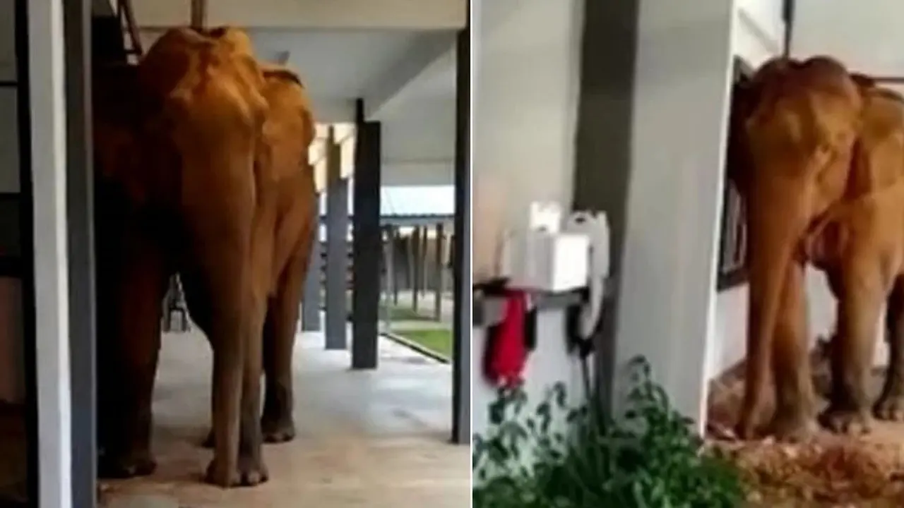 Sepi Selama Pandemi Covid-19, Viral Gajah Membobol Sekolah untuk Cari Makan