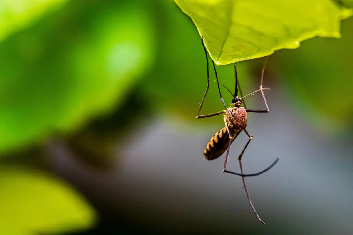 Nyamuk Wolbachia