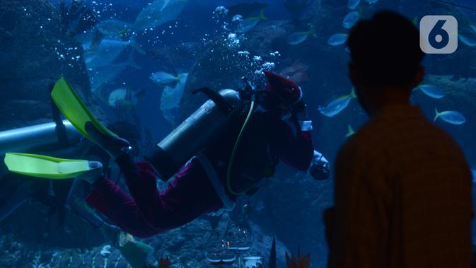 Penyelam berkostum Sinterklas berenang dalam Jakarta Aquarium dan Safari, Sabtu (19/12/2020). Jakarta Aquarium dan Safari menghias pohon Natal dari bahan daur ulang mulai 20-27 Desember 2020 untuk memperingati perayaan Natal. (merdeka.com/Imam Buhori)