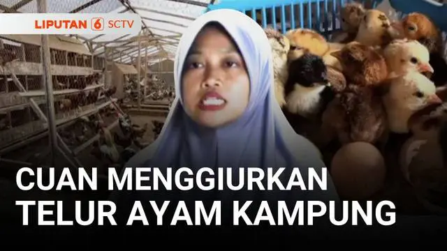 Berawal dari keinginan untuk punya uang tambahan, pasangan guru di Sleman, Yogyakarta, jadi juragan telur ayam kampung. Tak hanya menguntungkan diri sendiri, mereka juga membentuk teman ternak agar ibu-ibu rumah tangga bisa mandiri. Inilah Berani Ber...