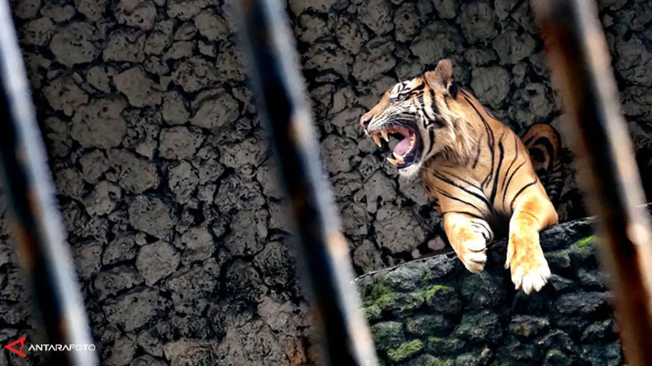 kbs-harimau-140203b.jpg