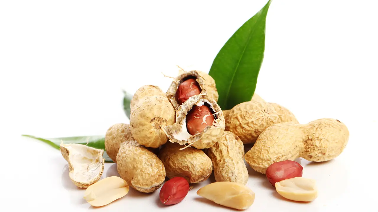 Ilustrasi Kacang Tanah.