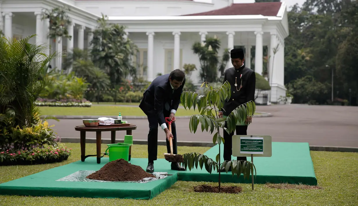 Presiden Joko Widodo (kanan) saat menemani Emir Qatar Syekh Tamim bin Hamad Al Thani menanam pohon eboni di Istana Bogor, Jawa Barat, Rabu (18/10). Pohon eboni merupakan pohon endemik atau kayu hitam Sulawesi. (AFP Photo/Pool/Beawiharta)