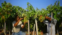 Petani memetik buah anggur selama musim panen di sebuah kebun anggur di Kota Gaza (19/7). Menurut Departemen Pertanian Gaza memproduksi sekitar 8115 ton anggur setiap tahunnya. (AFP Photo/Mohammed Abed)