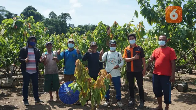 Petani Kakao