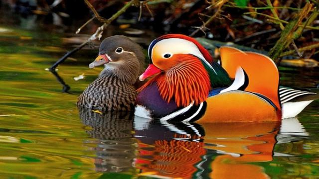 Mandarin Duck, Bebek Tercantik di Dunia (adubon)