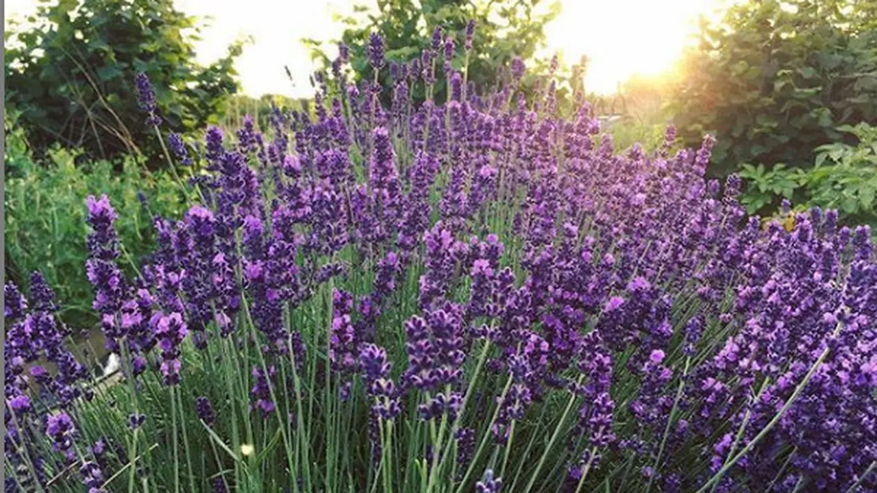Bunga Lavender