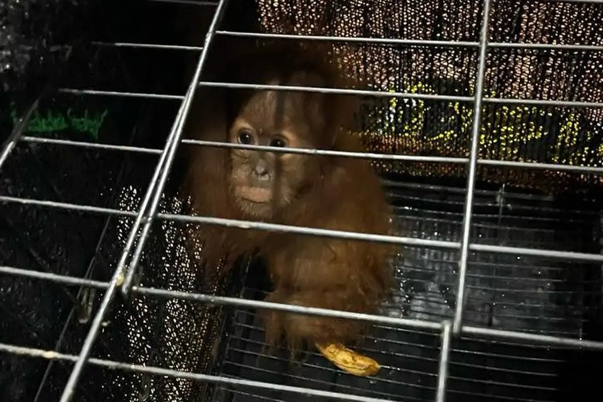 Orangutan