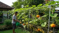 Cara Menanam Labu untuk Mendapatkan Pucuk Muda, Jadi Panduan Bagi yang Ingin Mencoba