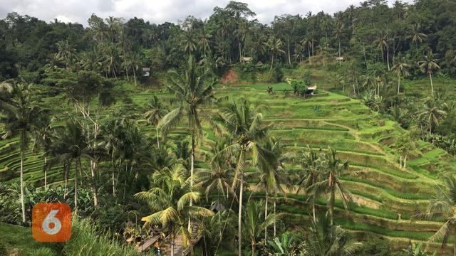Tegallalang Rice Terrace