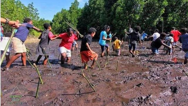 Rumah Bakau Jayapura