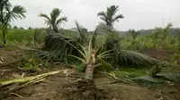 Pohon kelapa di kebun warga yang dicabut belasan gajah liar untuk dimakan. (Liputan6.com/M Syukur)