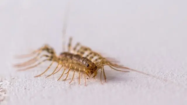 House Centipedes (Kelabang Rumah)