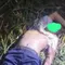 Driver Taksi Online Tewas dengan Kaki Terikat di Kebun Tebu
